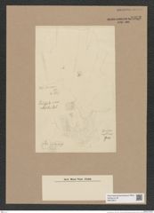 Coscinodiscus sp. (de-Toni-Nr.: Genus 202) Zeichnungen Sammlung Grunow Nr. 8933 (NHMW-BOT-W0378611)